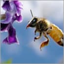 Chain CSS animations together with JavaScript