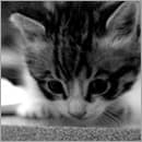 CSS Transitions and old browser fallbacks